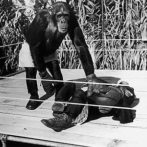 box_g_chimpance
